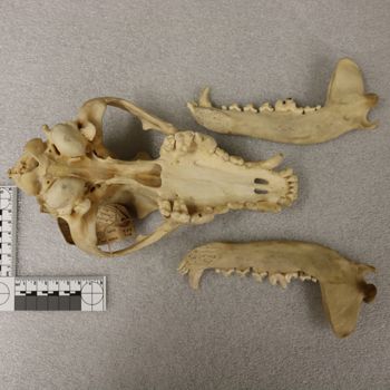 Media type: image;   Mammalogy 21531 Description: Image of skeleton specimen - ventral view. ventral view of skull.;